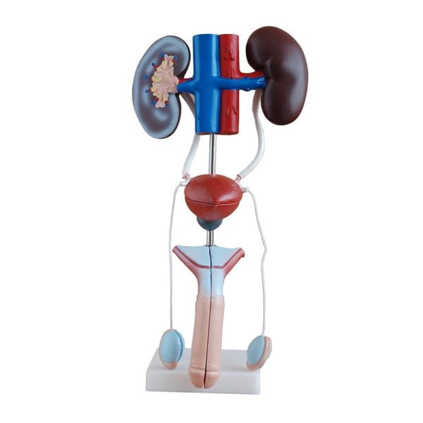 Erkek Üreme ve Boşaltım Sistemi Modeli