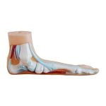 Patolojik (Normal Düz ve Kemerli) Ayak Modelleri 3 Parça - Görsel 3