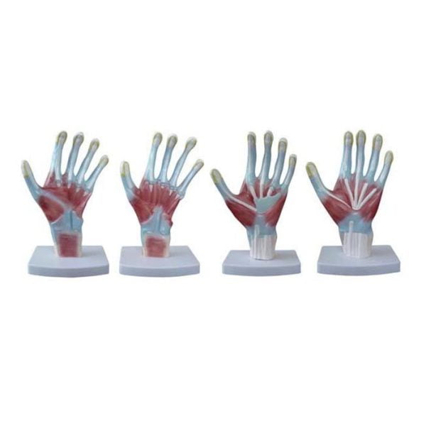 Avuçiçi Anatomi Modelleri 4 Parça