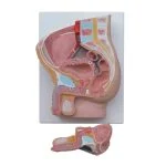 Erkek Pelvis Kesit Modeli 2 Parça - Görsel 2