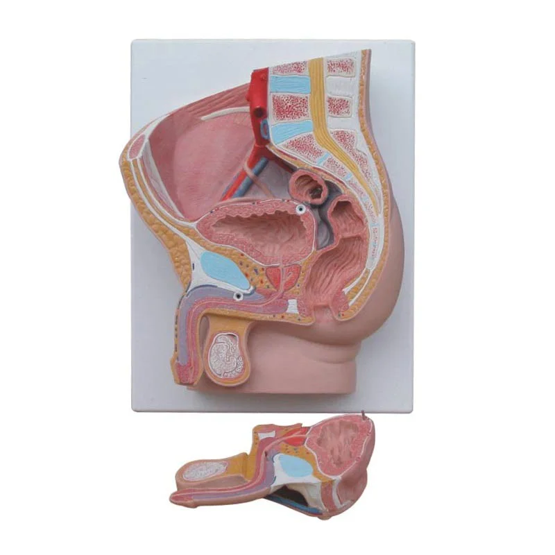 Erkek Pelvis Kesit Modeli 2 Parça - Görsel 2