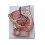 Erkek Pelvis Kesit Modeli 2 Parça