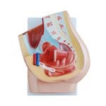 Kadın Pelvis Kesit Modeli 2 Parça