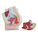 Kadın Pelvis Kesit Modeli 2 Parça - Görsel 2