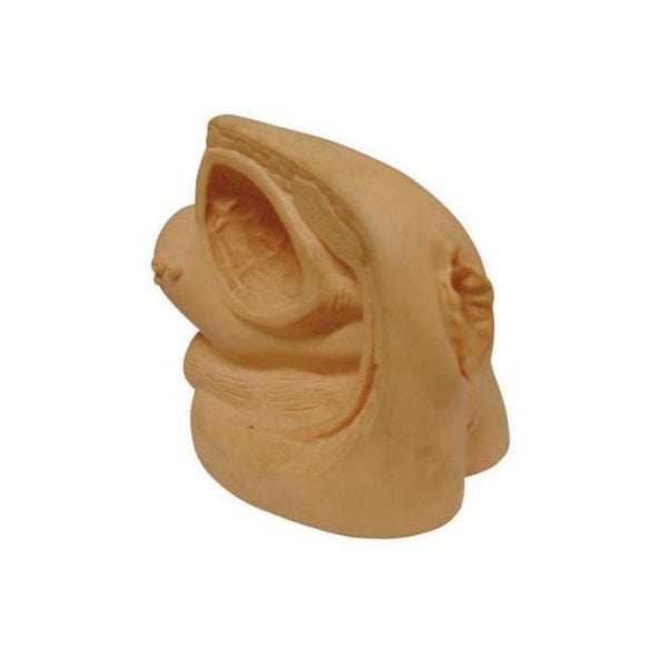 Kadın İç ve Dış Genital Organları Modeli