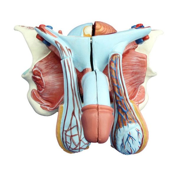 Erkek Genital Organ Modeli 5 Parça