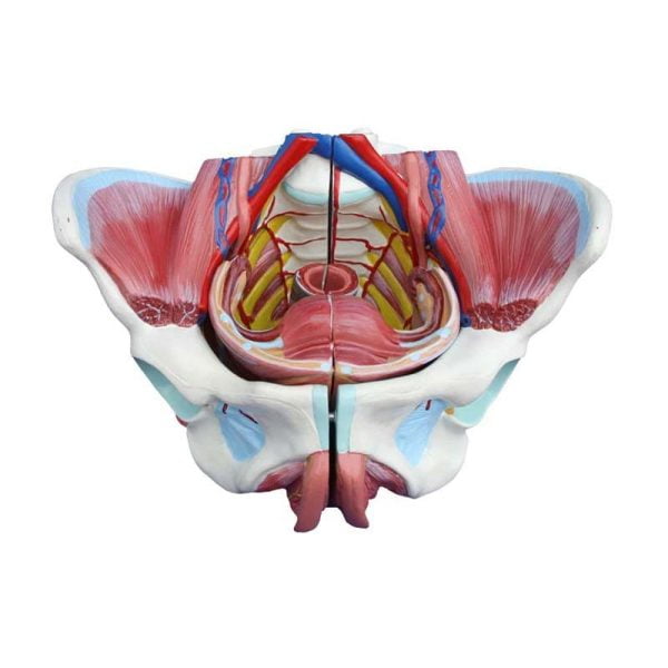 Kadın Genital Organ ve Pelvis Modeli 4 Parça