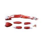 Omuz ve Kol Kası Modeli 7 Parça - Görsel 3