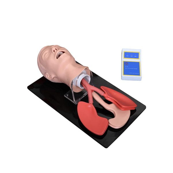 Gelişmiş Yetişkin Trakeal Entübasyon Eğitim Maketi