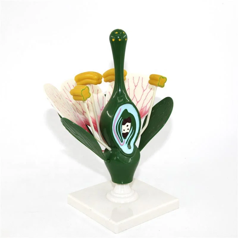 Çiçek Kesiti Modeli - Görsel 2