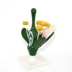 Çiçek Kesiti Modeli - Görsel 4