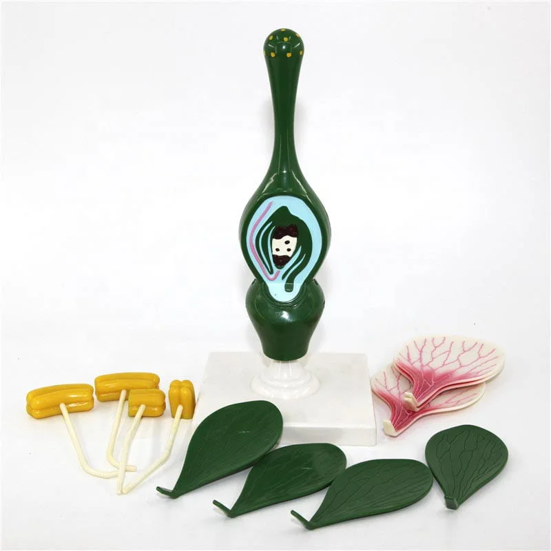 Çiçek Kesiti Modeli - Görsel 6