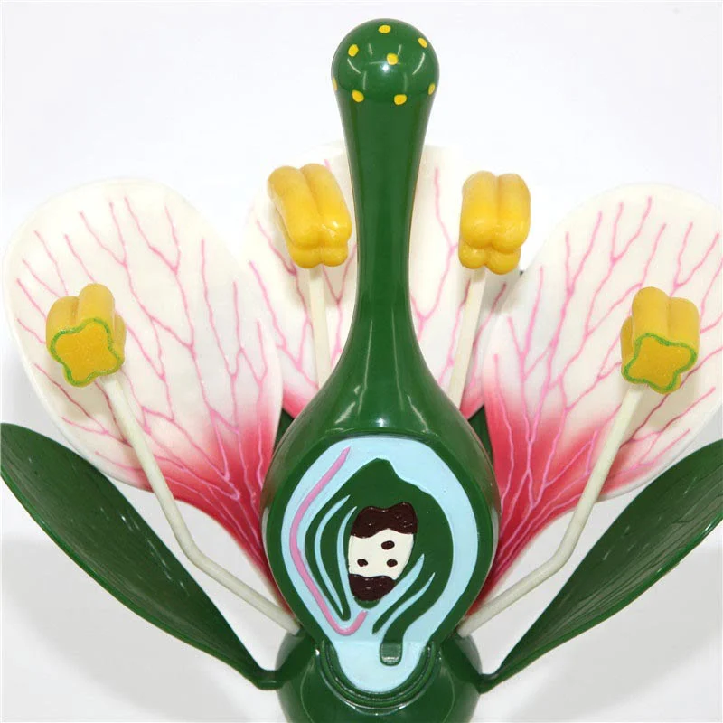 Çiçek Kesiti Modeli - Görsel 5