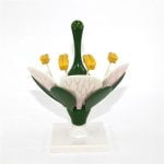 Çiçek Kesiti Modeli - Görsel 3