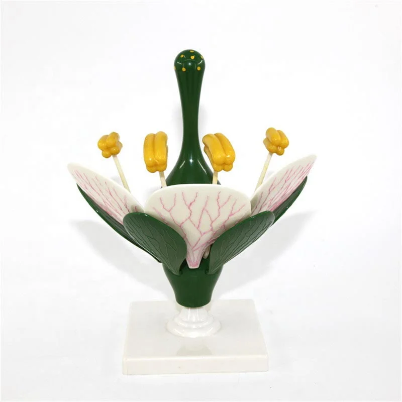 Çiçek Kesiti Modeli - Görsel 3