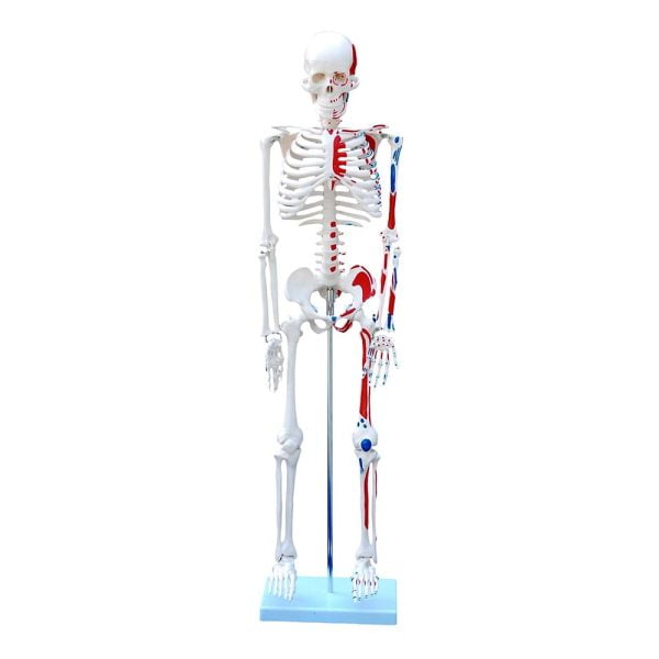 İnsan İskeleti Modeli Kas Bölgeleri İşaretlenmiş 85 cm
