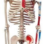 İnsan İskeleti Modeli Numaralandırılmış ve Kas Bölgeleri İşaretlenmiş 85 cm - Görsel 2