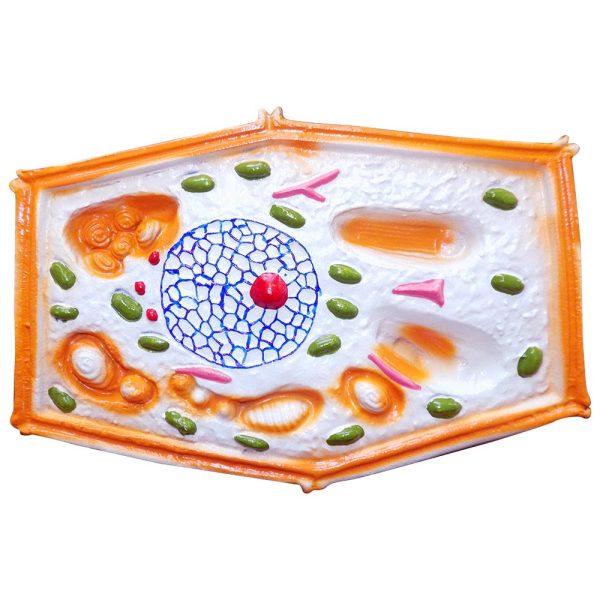 Bitki Hücresi Modeli Küçük Boy