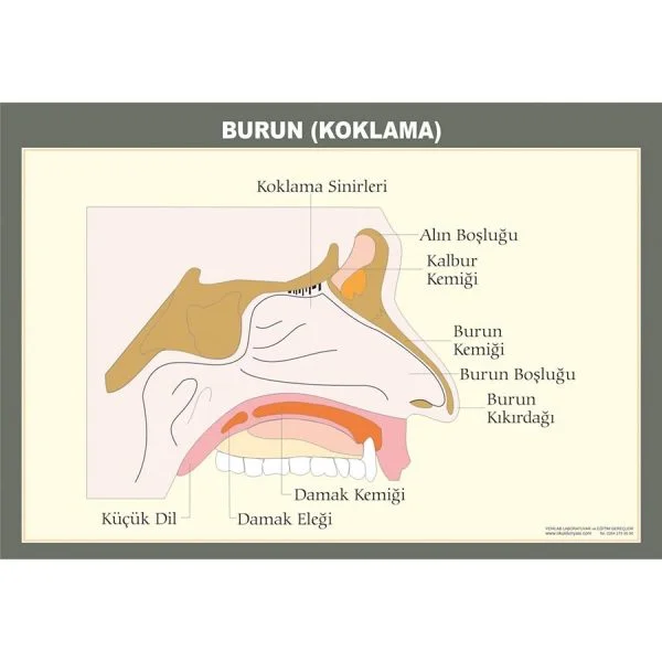 Duyu Organları - Burun Levhası 50x70 cm