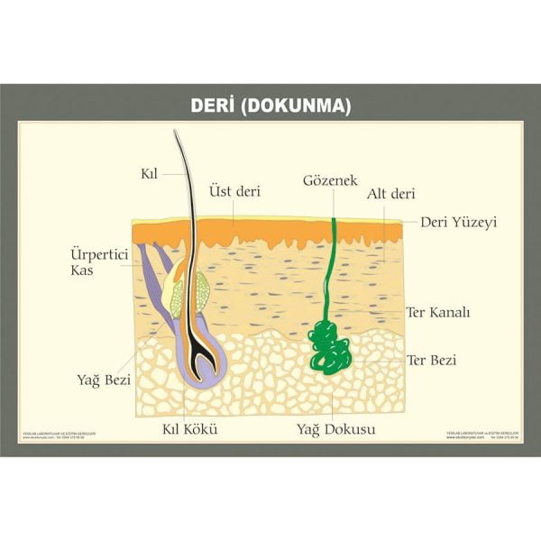 Duyu Organları - Deri Levhası 50x70 cm