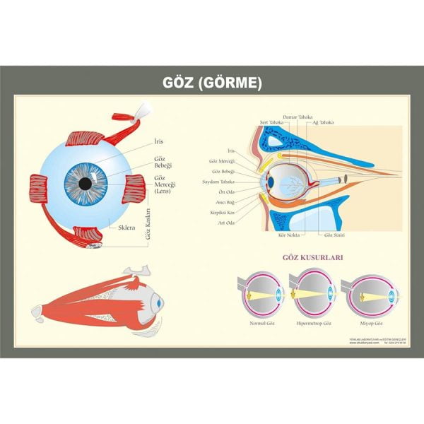 Duyu Organları - Göz Levhası 50x70 cm