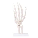 El Eklemi Modeli - Görsel 2