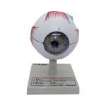 İnsan Gözü Modeli