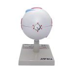 İnsan Gözü Modeli - Görsel 4