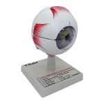 İnsan Gözü Modeli - Görsel 2