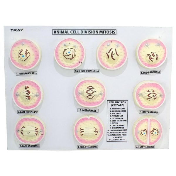 Hayvan Hücresi Mitoz Bölünme Modeli