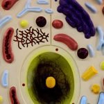 Hayvan Hücresi Modeli Büyük Boy - Görsel 4