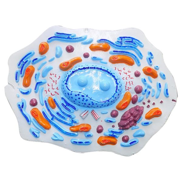 Hayvan Hücresi Modeli Küçük Boy