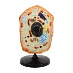 Hayvan Hücresi Modeli Büyük Boy - Görsel 2