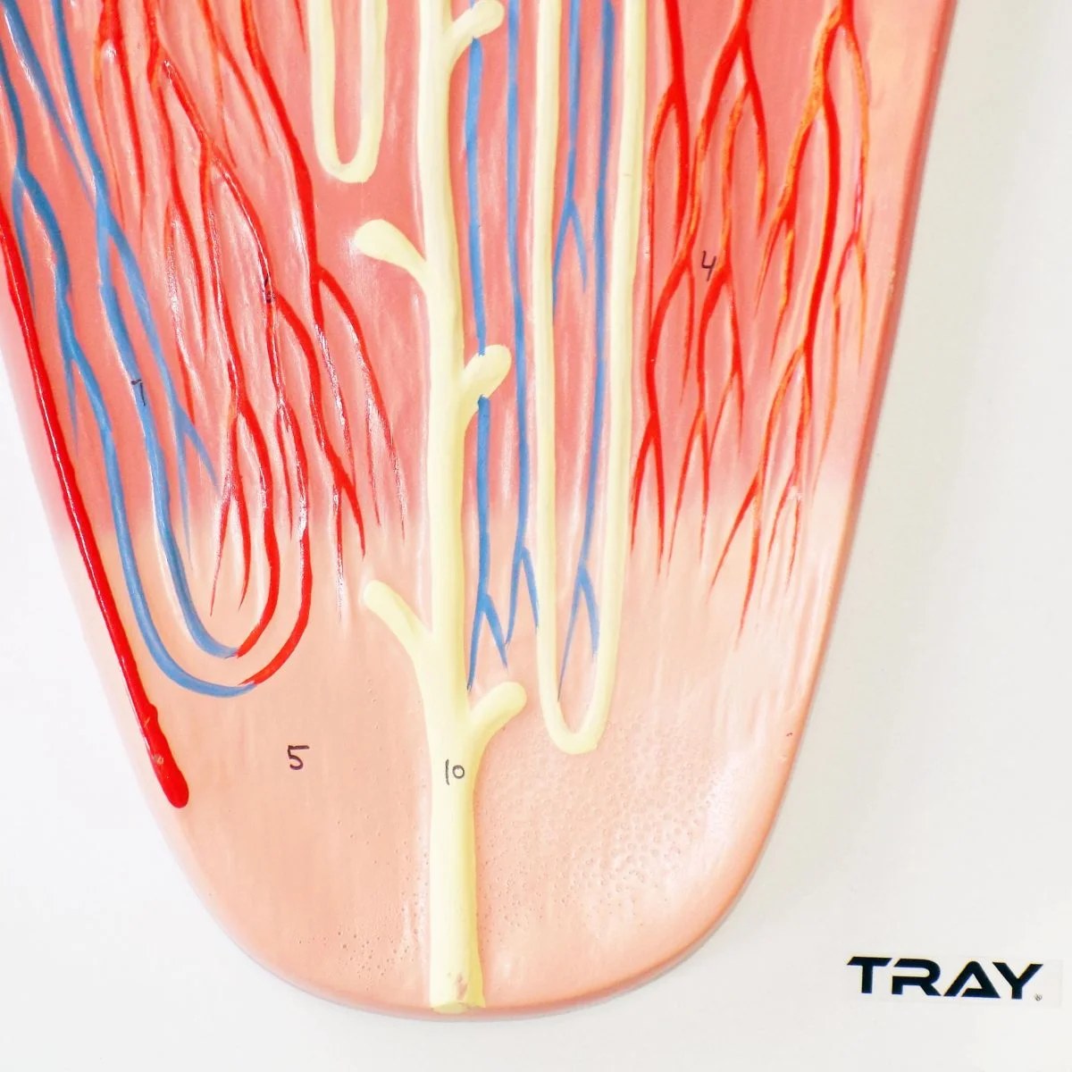 İnsan Böbrek Kesiti Nefronlar ve Glomerulus Modeli - Görsel 2