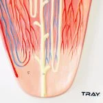 İnsan Böbrek Kesiti Nefronlar ve Glomerulus Modeli - Görsel 2