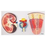 İnsan Böbrek Kesiti Nefronlar ve Glomerulus Modeli