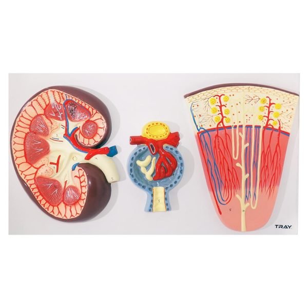 İnsan Böbrek Kesiti Nefronlar ve Glomerulus Modeli