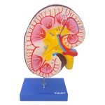 İnsan Böbrek Kesiti Modeli
