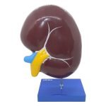 İnsan Böbrek Kesiti Modeli - Görsel 2
