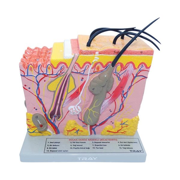 İnsan Derisi Modeli