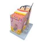 İnsan Derisi Modeli - Görsel 2