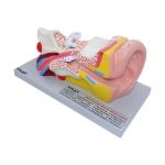 İnsan Kulak Modeli - Görsel 2