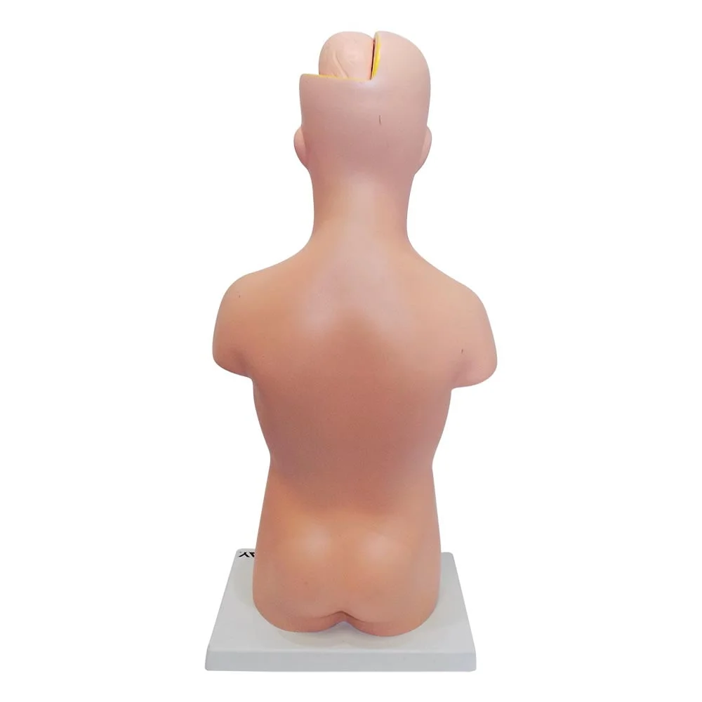 İnsan Vücudu Modeli 50 cm 8 Parça - Görsel 6