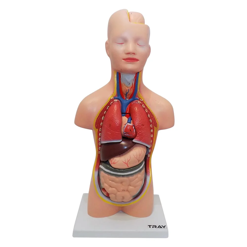 İnsan Vücudu Modeli 50 cm 8 Parça İnsan Vücudu Modeli 50 cm 8 Parça