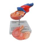 İnsan Kalbi Modeli - Görsel 3