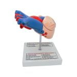 İnsan Kalbi Modeli - Görsel 2